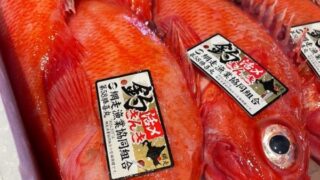 【網走産】釣りキンキ