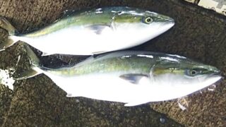 🐡冷蔵養殖・天然ブリのご案内です。🐡