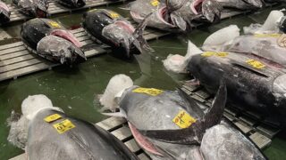 🐟本日の豊洲市場🐟